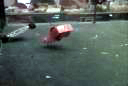 hon007.gif